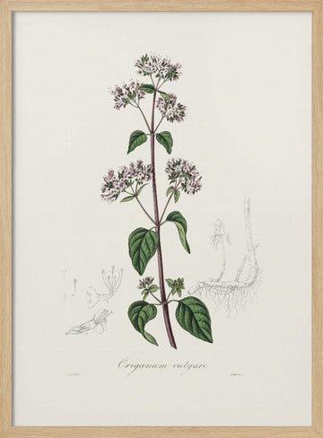 Oregano (origanum Vulgare) Medical Botany | Poster - Wood Frame Interior