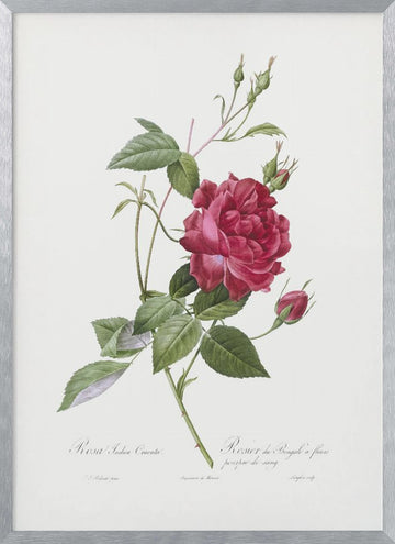 Blood Red Bengal Rose, Les Roses (1817–1824) | Poster - Silver Frame Interior