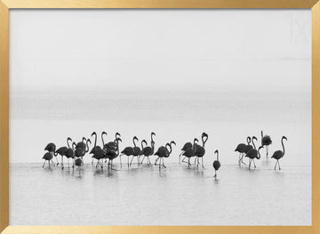 Graceful Flamingos Wading | Poster - Gold Frame Interior