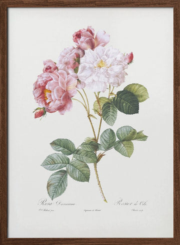 Rosebush, Les Roses (1817–1824) | Poster - Walnut Frame Interior