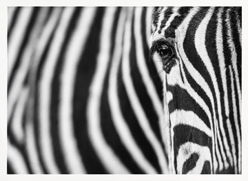 Zebra's Intense Eye | Poster - White Frame Interior