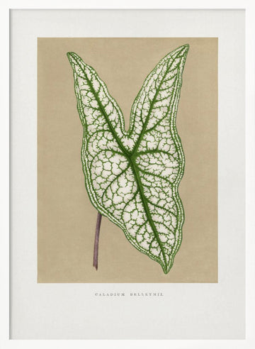 Green Caladium Belleymii Leaf Illustration | Poster - White Frame Interior