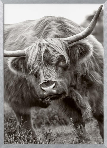 Majestic Highland Cow | Poster - Silver Frame Interior