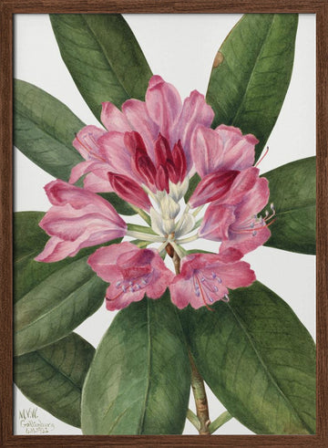 Mountain Rose Bay (1932) | Poster - Walnut Frame Interior