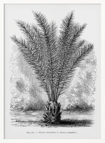 Vintage Palm Tree Drawing Xiii | Poster - White Frame Interior
