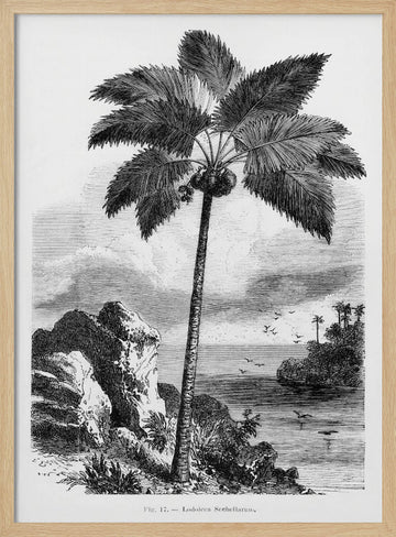 Vintage Palm Tree Drawing I | Poster - Wood Frame Interior