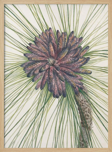 Longleaf Pine From North American Wildflowers (1925) By Mary Vaux Walcott. | Poster - Wood Frame Interior