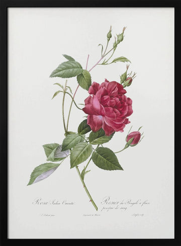 Blood Red Bengal Rose, Les Roses (1817–1824) | Poster - Black Metal Frame Interior