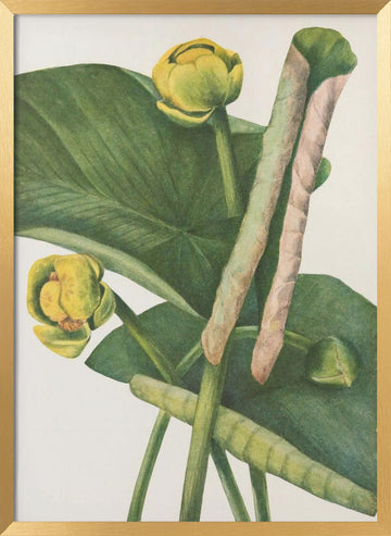 Spatterdock From North American Wildflowers (1925) By Mary Vaux Walcott. | Poster - Gold Frame Interior