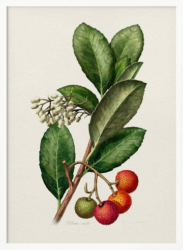 Vintage Strawberry Tree | Poster - White Frame Interior