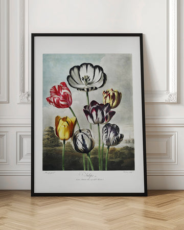 Tulips from The Temple of Flora (1807) | Poster - Room Interior 1