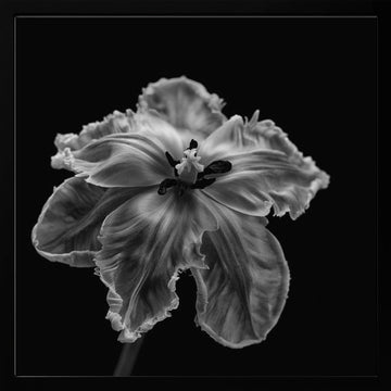 Elegant Monochrome Tulip | Poster - Black Metal Frame Interior