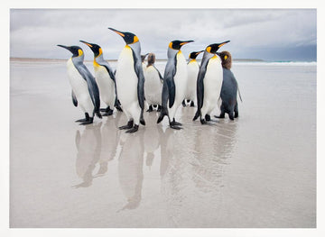 King Penguins on Beach | Poster - White Frame Interior