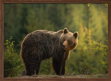 Bear in Golden Light | Poster - Walnut Frame Interior