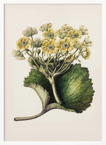 Korikor Drawn By Sarah Featon (1848–1927 | Poster - White Frame Interior