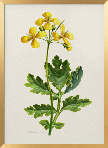 Vintage Celandine Botanical | Poster - Gold Frame Interior