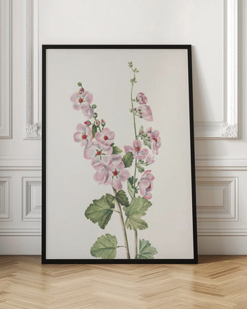Orange Eye Globemallow From North American Wildflowers (1925) By Mary Vaux Walcott | Poster - Room Interior 1