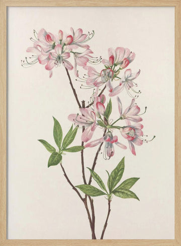 Pinkshell Azalea From North American Wildflowers (1925) By Mary Vaux Walcott | Poster - Wood Frame Interior