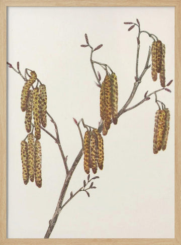 Hazel Alder (alnus Regosa) From North American Wildflowers (1925) By Mary Vaux Walcott. | Poster - Wood Frame Interior