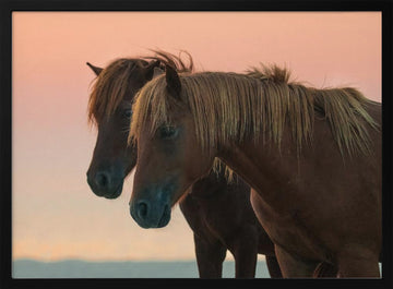 Peaceful Wild Horses | Poster - Black Metal Frame Interior