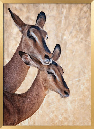 Gentle Impala Embrace | Poster - Gold Frame Interior