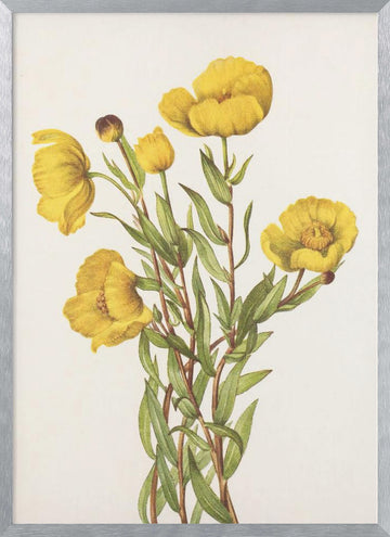 Bushpoppy From North American Wildflowers (1925) By Mary Vaux Walcott | Poster - Silver Frame Interior