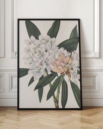 Rosebay Rhododendron From North American Wildflowers (1925) By Mary Vaux Walcott. | Poster - Room Interior 1