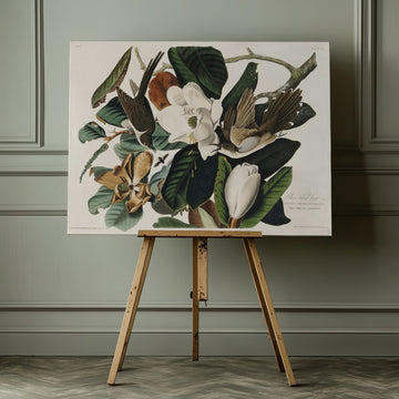 Black Billed Cuckoo From Birds of America (1827) | Canvas - Room Interior 1