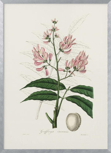 Geoffroya Inermis Medical Botany | Poster - Silver Frame Interior