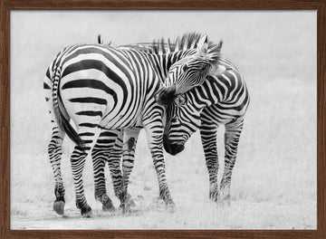 Wild Zebras Bonding | Poster - Walnut Frame Interior