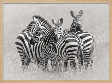 Wild Zebra Herd | Poster - Wood Frame Interior