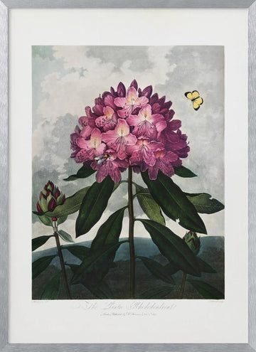 The Pontic Rhododendron from The Temple of Flora (1807) | Poster - Silver Frame Interior