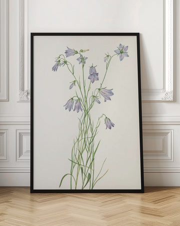 Harebell From North American Wildflowers (1925) By Mary Vaux Walcott | Poster - Room Interior 1