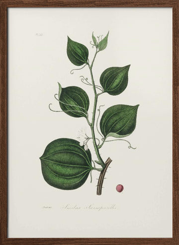 Lmilax Larsaparilla  Medical Botany | Poster - Walnut Frame Interior