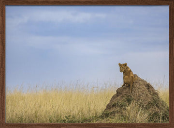 Curious Lion Cub Savanna | Poster - Walnut Frame Interior