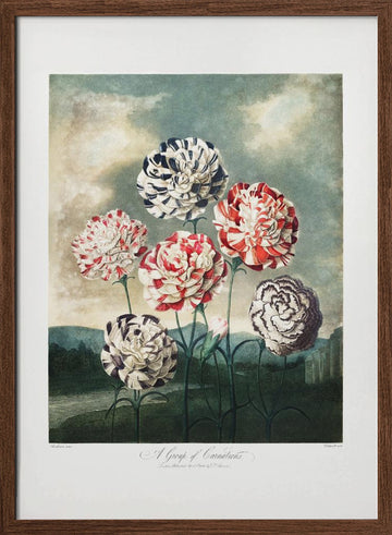 A Group of Carnations from The Temple of Flora (1807) | Poster - Walnut Frame Interior