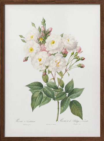 Rosa × Noisettiana, Les Roses (1817–1824) | Poster - Walnut Frame Interior