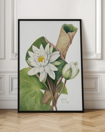 American Waterlily (1920) | Poster - Room Interior 1