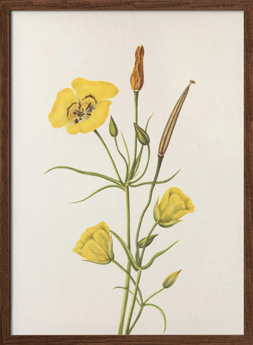 Goldenbowl Mariposa From North American Wildflowers (1925) By Mary Vaux Walcott | Poster - Walnut Frame Interior