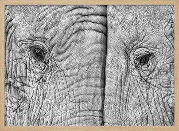 Monochrome Elephant Gaze | Poster - Wood Frame Interior