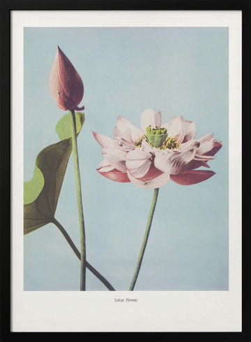  Lotus Flowers | Poster - Black Metal Frame Interior