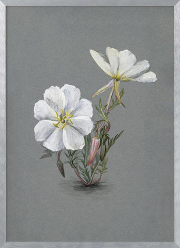 Giant Helleborine (1880) | Poster - Silver Frame Interior