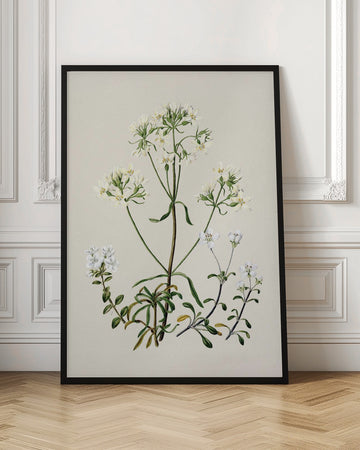 New Zealand Gentiana Drawn By Sarah Featon (1848–1927) | Poster - Room Interior 1
