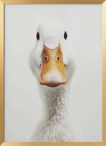 Funny Duck Face | Poster - Gold Frame Interior