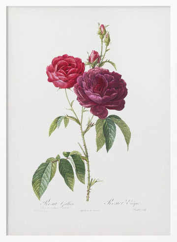 Purple French Rose, Les Roses (1817–1824) | Poster - White Frame Interior