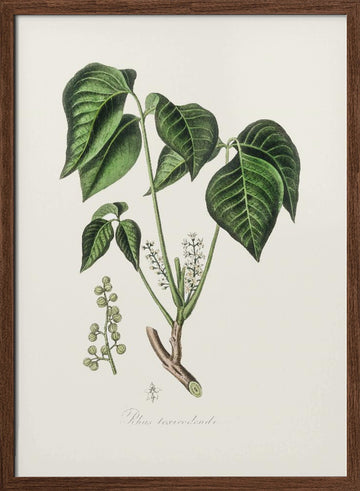 Poison Ivy (rhus Toxicodendron) Medical Botany | Poster - Walnut Frame Interior