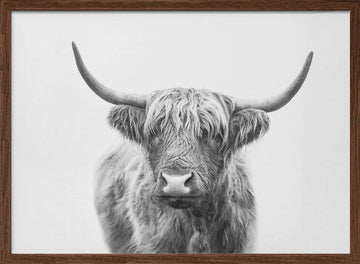 Highland Bull | Poster - Walnut Frame Interior