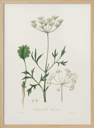 Aniseed (pimpinella Anisum) Medical Botany | Poster - Wood Frame Interior