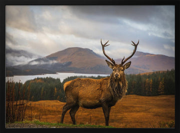Majestic Highland Stag | Poster - Black Metal Frame Interior