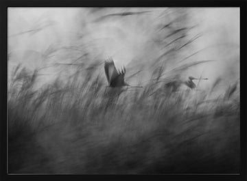 Misty Flight Through Reeds | Poster - Black Metal Frame Interior